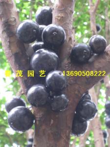 台湾嘉宝果树