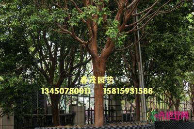 台湾嘉宝果树