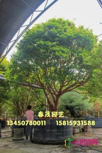 台湾嘉宝果