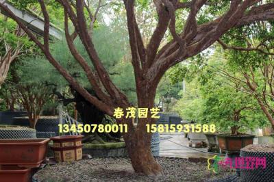 台湾嘉宝果